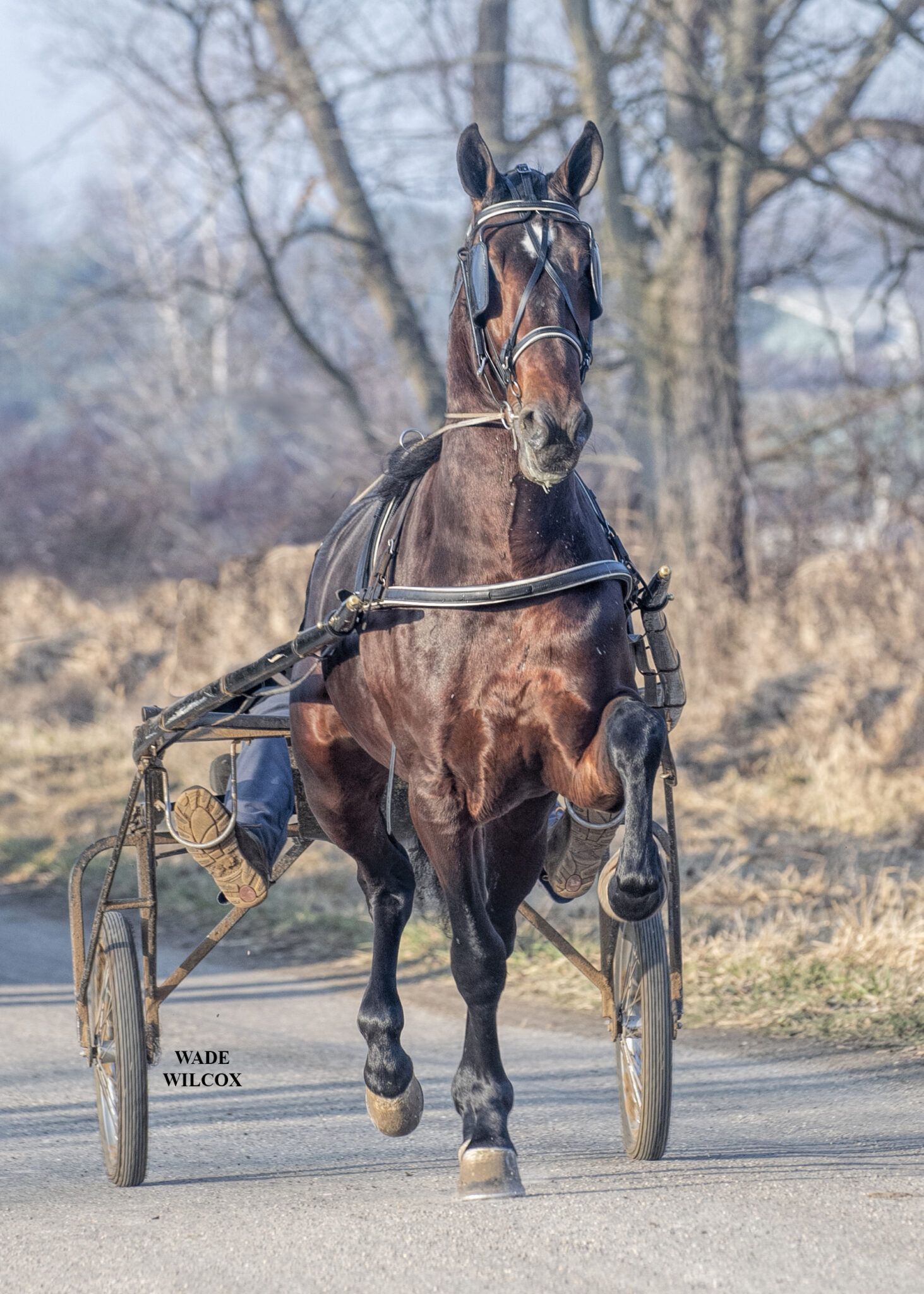 Us Trotting Association Entries
