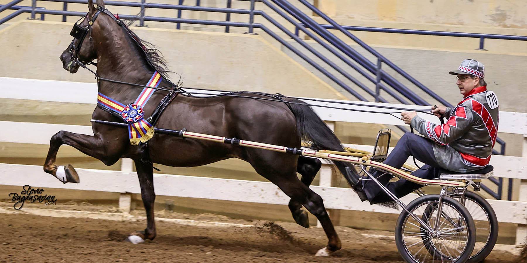 American Road Horse and Pony Association